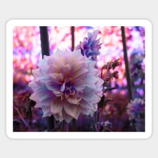 Pink Dahlia Sticker